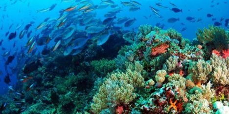 Día Mundial de la Biodiversidad 2025: de la esperanza a la incertidumbre