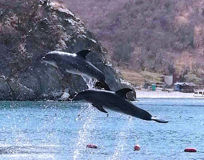 Biólogo marino investiga efectos de la pandemia en playas turísticas