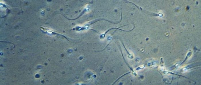 Con análisis matemático científicos reconstruyen sorprendente forma en que realmente nadan los espermatozoides