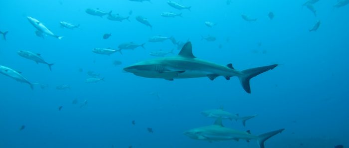 La vida «secreta» de los tiburones: estudio revela sus sorprendentes relaciones sociales
