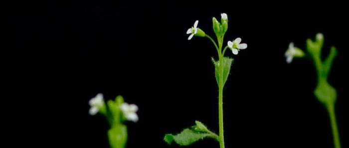 Bioquímica especialista en genómica y biología de sistemas de plantas: “En el caso chileno, hay mucha flora endémica, tenemos una biodiversidad gigante