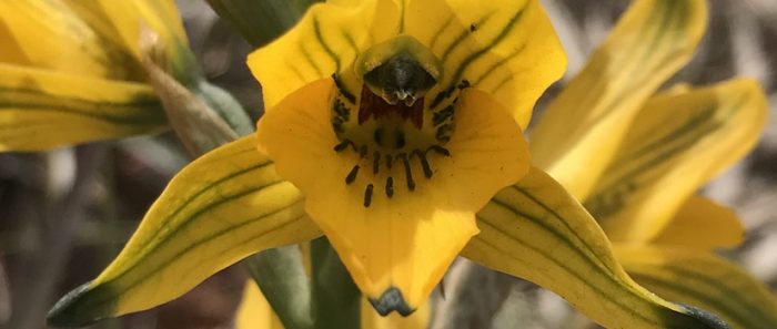 Inscripciones abiertas para taller gratuito sobre conservación y restauración de orquídeas chilenas vía online