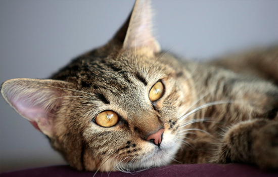 Innovador tratamiento para combatir el cáncer de gatos, una enfermedad que afecta a más de la mitad de estos animales