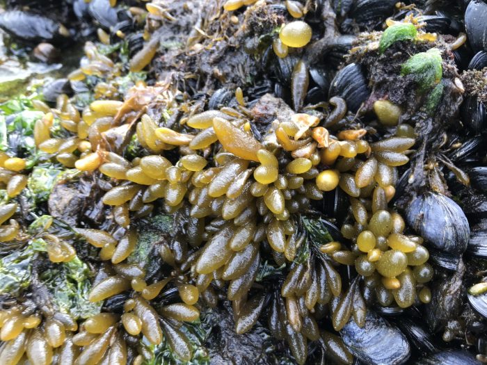 La guía fotográfica gratuita de algas marinas de Tierra del Fuego