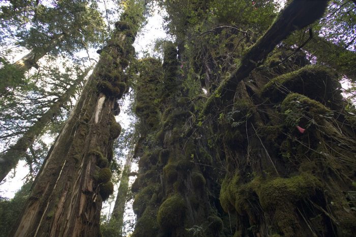 Día Internacional de los Parques Nacionales: por qué Chile debe contar con un Servicio de Biodiversidad y Áreas Protegidas
