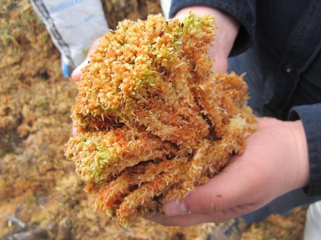Extracción indiscriminada de musgo “pompón” hace peligrar el agua en Chiloé