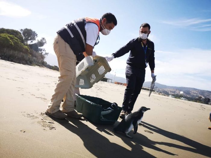 Labores de rescate y reinserción de fauna marina se mantienen durante la pandemia