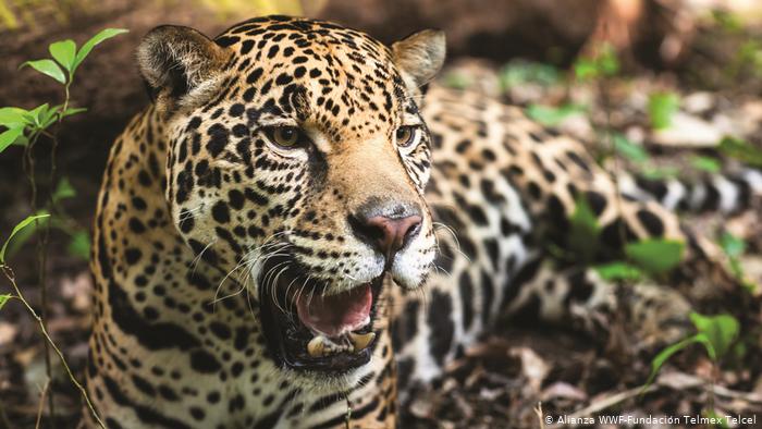Inversiones chinas y el aumento del tráfico de jaguares en América Latina
