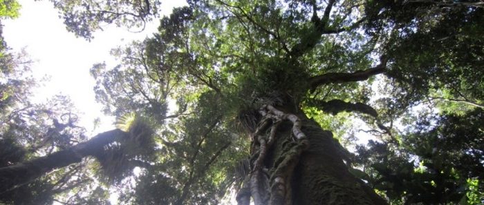 Grupo interdisciplinario de investigadores determinó que bosques antiguos sureños almacenan más agua que cualquier otro ecosistema vegetal 