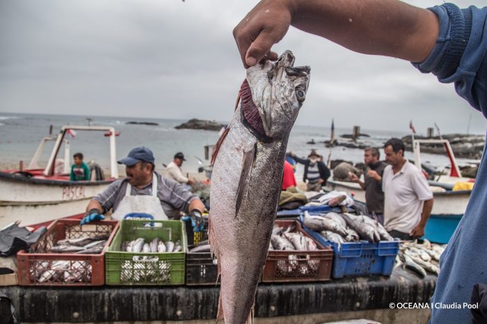 Pesca de arrastre de fondo de la merluza común: ¿por qué es importante saber cómo se pesca lo que comemos?