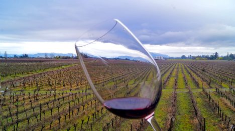 Día Internacional del Pinot Noir: Chile celebra al “tinto de los blancos” con frescura y elegancia