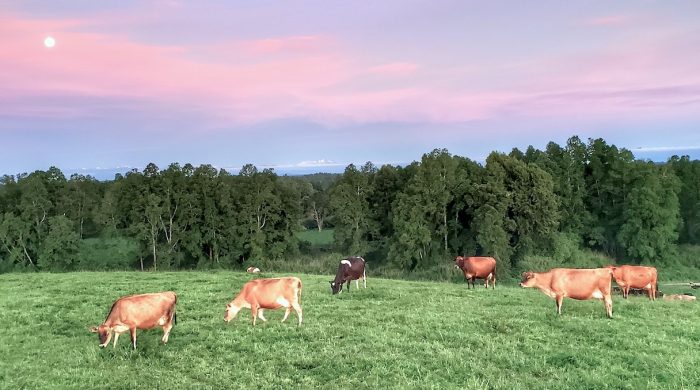 Nueva Zelanda anuncia una misión de control espacial para rastrear los eructos de vacas y controlar gas metano