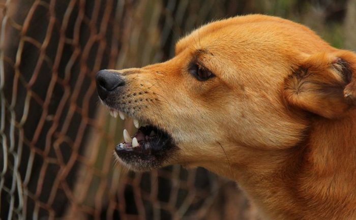 Ataques de perros hacia humanos y perros potencialmente peligrosos