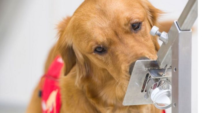 Síntomas de covid-19: el mecanismo por el que los perros pueden detectarlos 5 días antes de que empiecen