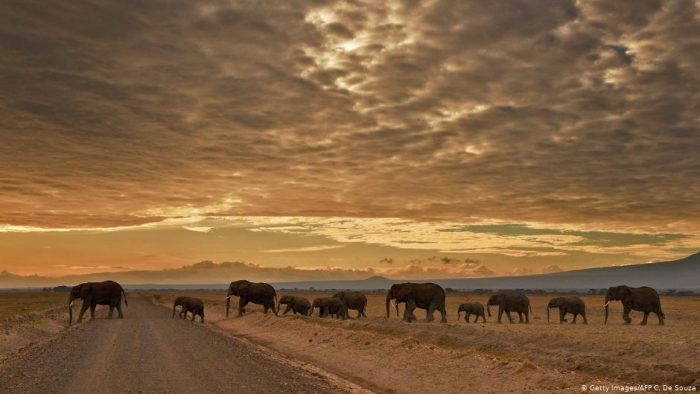 La necesidad de una mayor protección para las especies migratorias