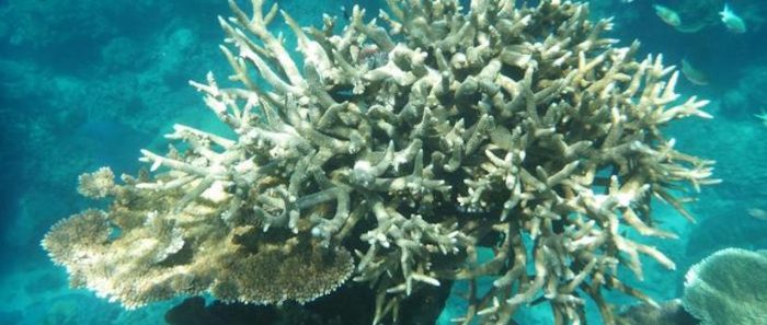 La Gran Barrera de Coral ha perdido la mitad de sus corales desde 1995