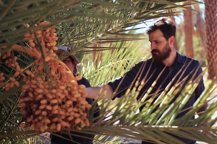 Ingresan al país más de mil palmeras para producir dátiles made in Chile