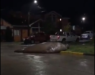 Elefante marino es visto deambulando por las calles de Puerto Cisnes
