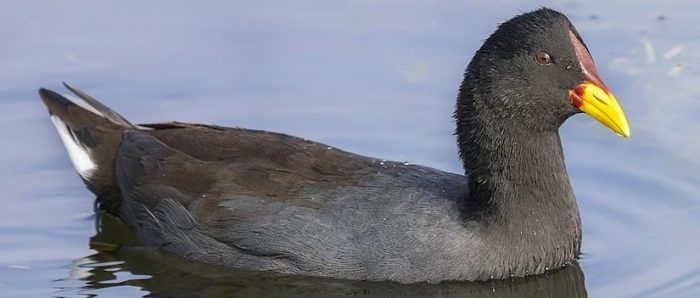 Científicos descubren tagua gigante que habitó la zona central de Chile hace 12.600 años