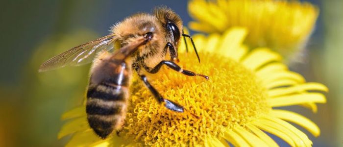 Día mundial de las abejas: agentes indispensables de la biodiversidad