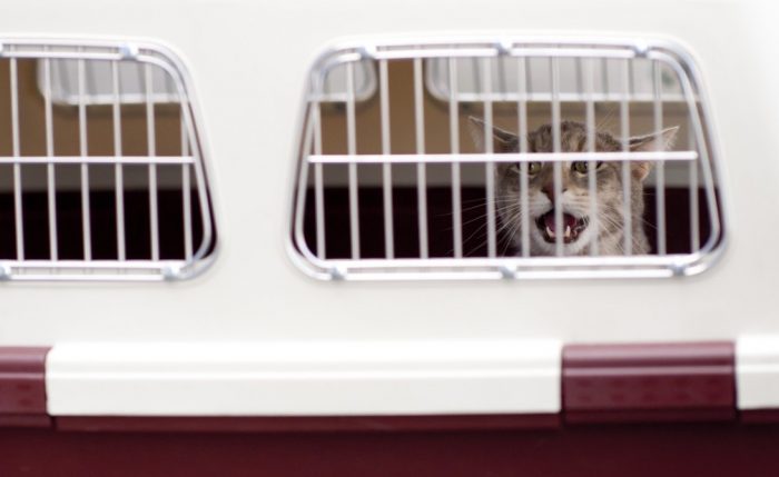 Transporte Pet Friendly: alternativas para viajar con tu mascota