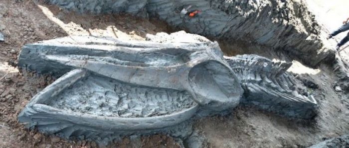 Hallan en Tailandia el esqueleto casi intacto de una ballena de hace al menos 3.000 años
