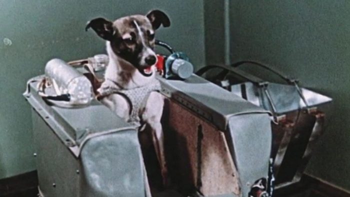 La increíble odisea de Laika, la perrita «pionera» enviada a morir al espacio