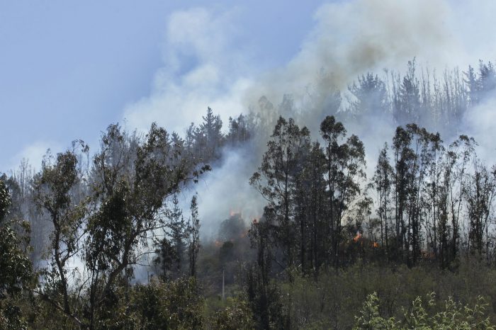 La lucha por proteger los bosques nativos de incendios forestales
