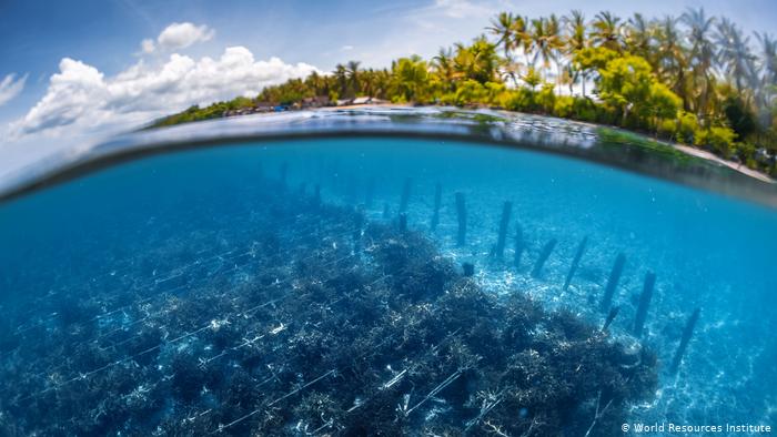 Océanos: clave para superar la crisis climática