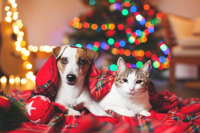 Colegio Médico Veterinario advierte sobre las mascotas como regalo de Navidad