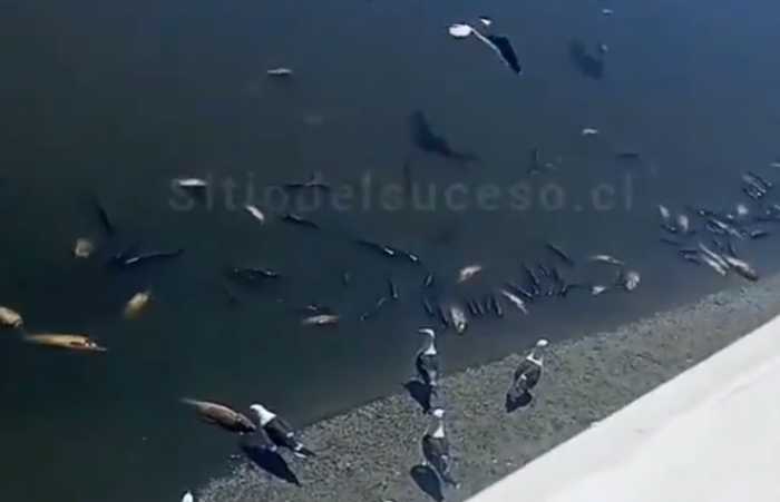 Gran cantidad de peces muertos en Estero Marga Marga tras rotura de cañería: Autoridades sanitarias instruyen sumario para esclarecer los hechos