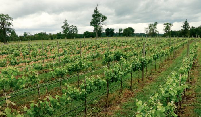 Desarrollan investigaciones sobre vino espumante único en el país