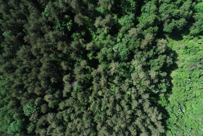 Aumentar la biodiversidad de los bosques hará que resistan al cambio climático