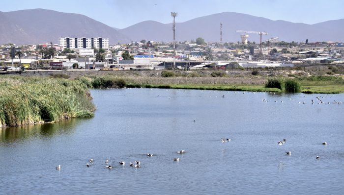 Proyecto piloto monitoreará humedales en Coquimbo