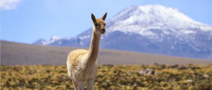 El superfertilizante natural que le permitió a una civilización preincaica prosperar en el árido desierto de Atacama en Chile