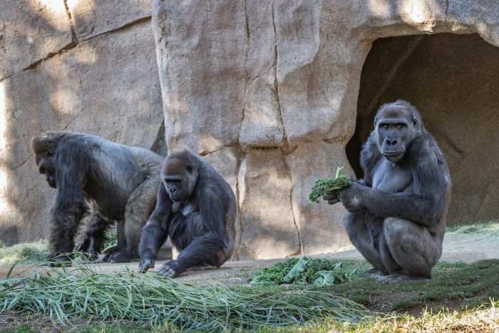 Gorilas de zoológico de San Diego se enfermaron de Covid-19