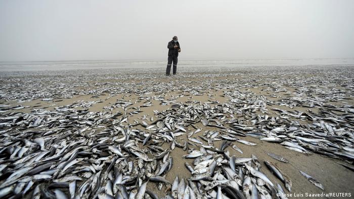 Miles de peces aparecen muertos en los ríos Laraquete y Carampangue
