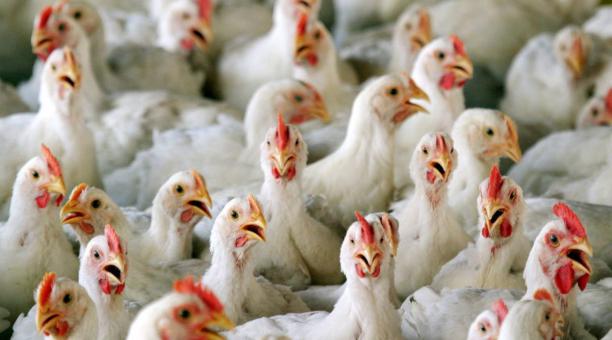 Rusia detecta primeros casos de gripe aviar H5N8 en humanos