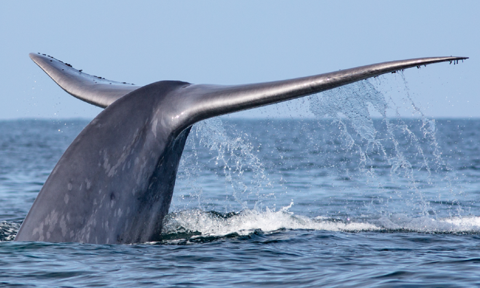 Día Mundial de las Ballenas: la importancia de estos gigantes del océano para el planeta