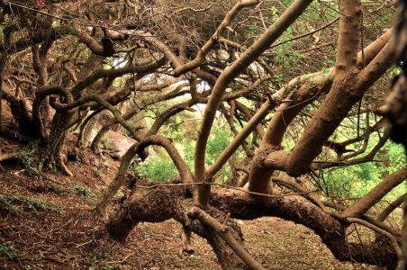 Sitios prioritarios: el contenido de las formas