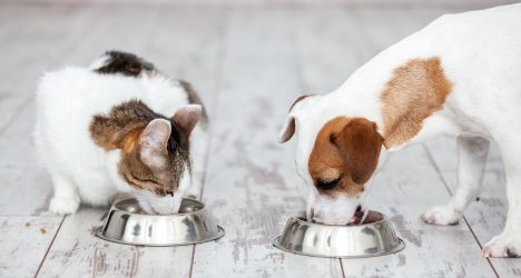 Innovación y ciencia para el bienestar de nuestras mascotas: avances en salud y nutrición animal