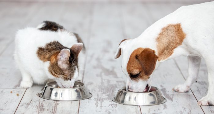 Adopción de mascotas: preparación y cuidados para recibirlos en el hogar