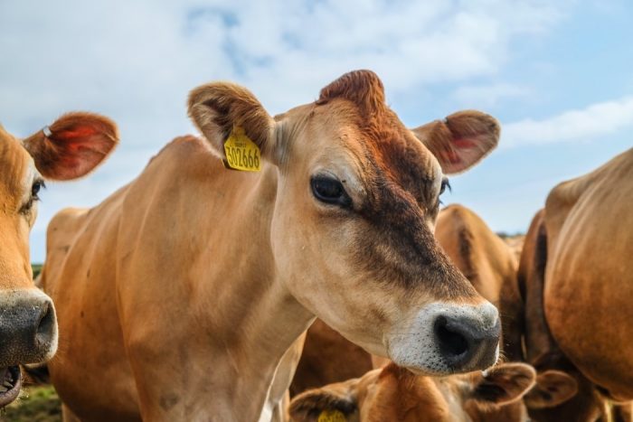 Proponen disminuir inversiones en ganadería intensiva para enfrentar el cambio climático