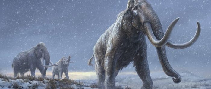 El ADN más antiguo jamás secuenciado revela claves de la evolución de los mamuts
