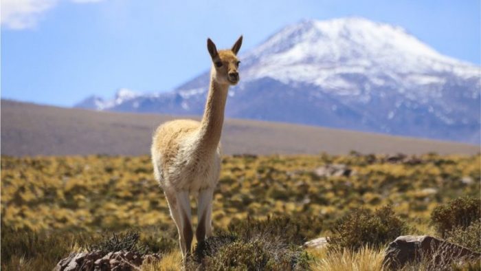 El superfertilizante natural que le permitió a una civilización preincaica prosperar en el árido desierto de Atacama en Chile