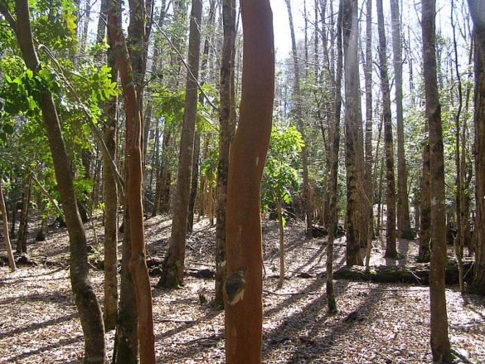 +Bosques, el ambicioso proyecto que rescata el bosque nativo en seis regiones del país