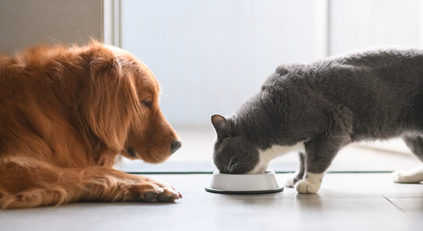 Veterinarios presentan querella ante posibles responsabilidades penales en investigación de alimento de mascotas