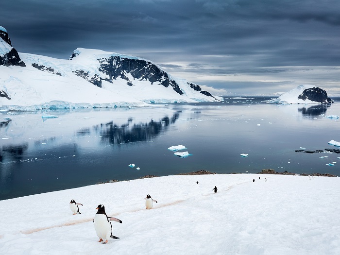 Exposición Online «Antártica, el continente del agua»