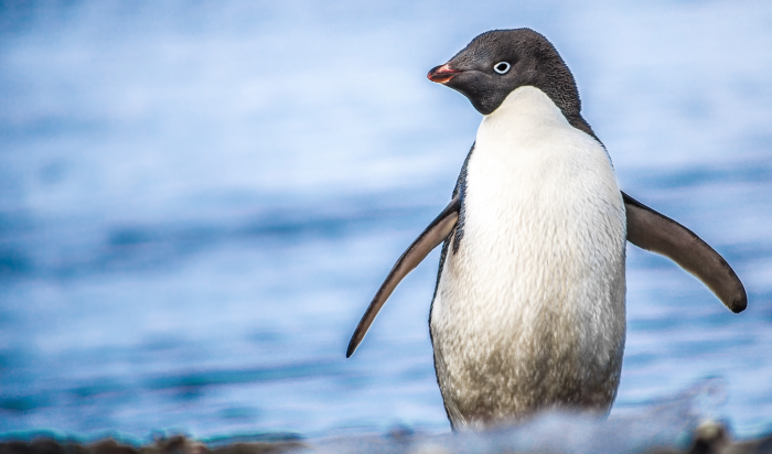 Investigadores chilenos descubren virus nuevo para pingüinos antárticos