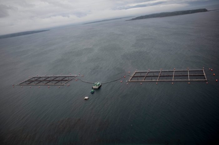 Consternación por “marea café” que provoca muerte masiva de salmones y desastre ambiental en Aysén y Los Lagos